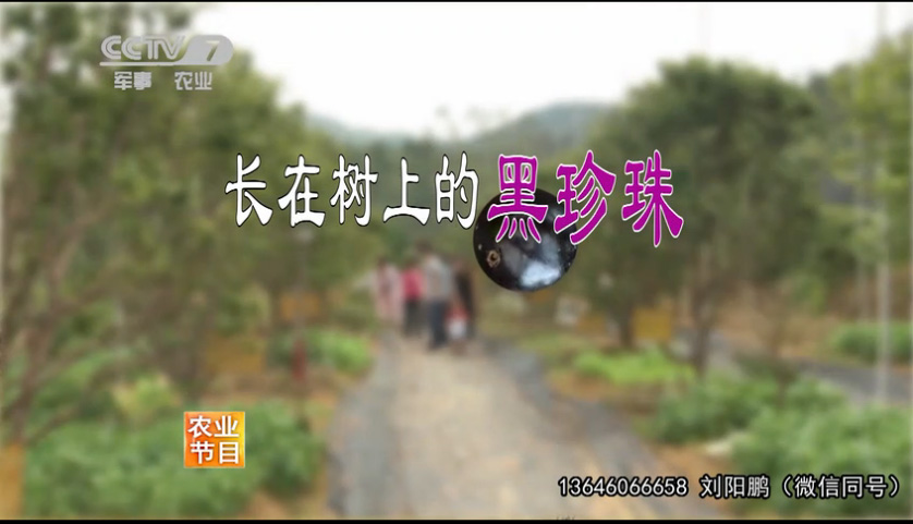 中央电视台报道
