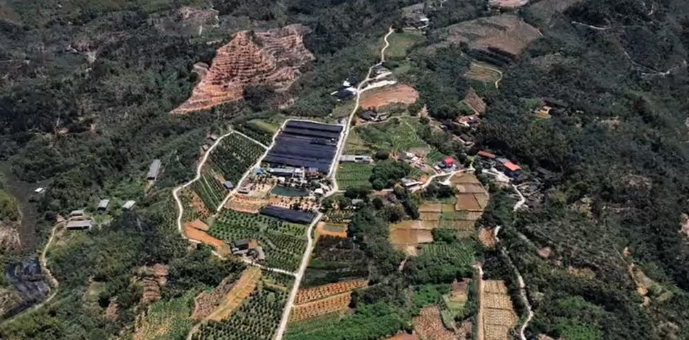 央视金永鹏每日农经
